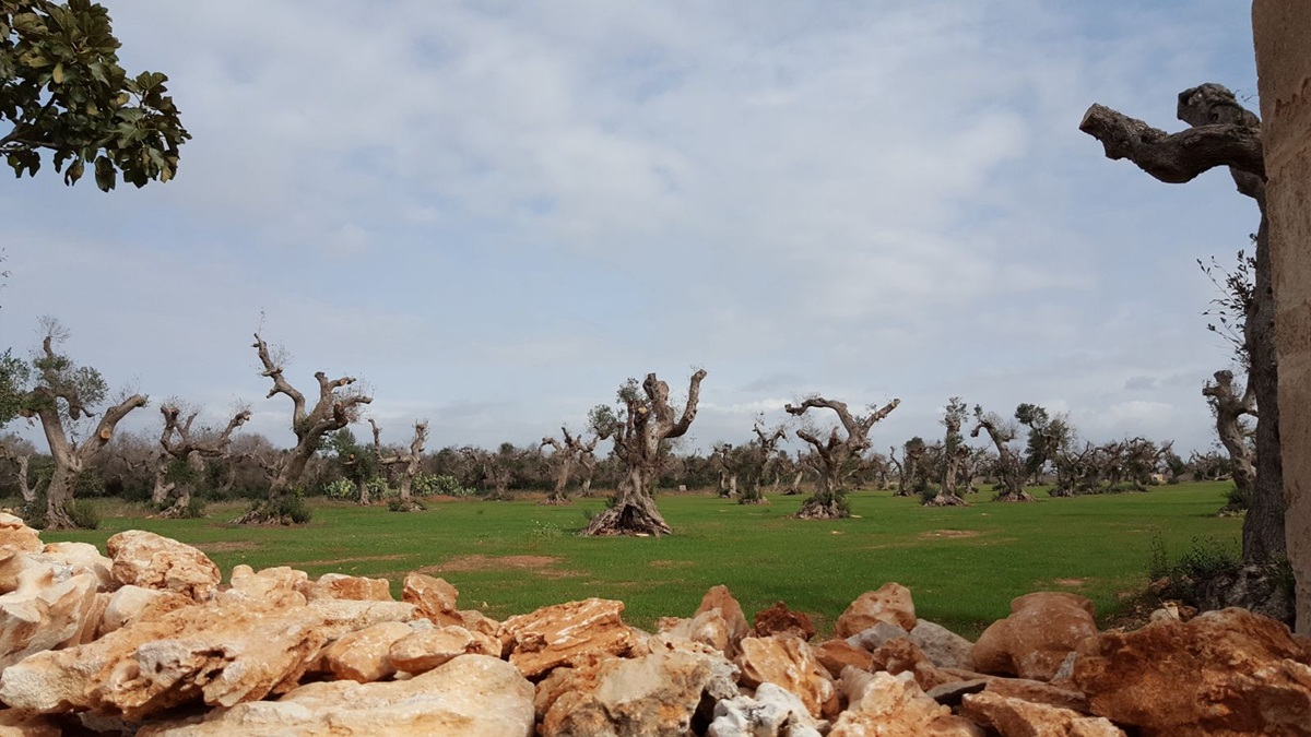 WhatsApp Image 2024-09-25 at 14.32.10 (1)|WhatsApp Image 2024-09-25 at 14.32.10|TER1|TER3|e605b61f-7bf2-4176-9687-b089dd328af4|oliveres 1|INJ3|Estaques oliveres